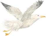 elementor off canvas bird right 1